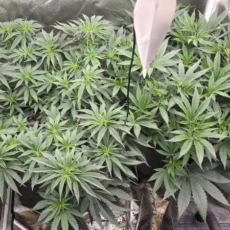 Lemon orange VS Purple Lemonade