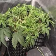 Frozen black cherry