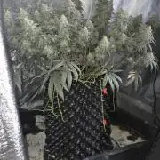Chocolope