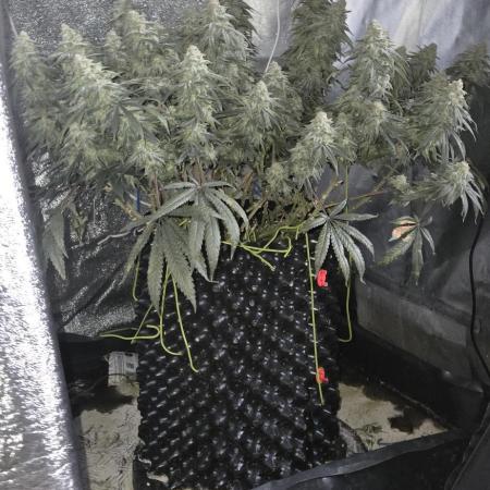 Chocolope