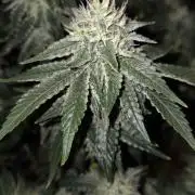 Big Buddha Cheese