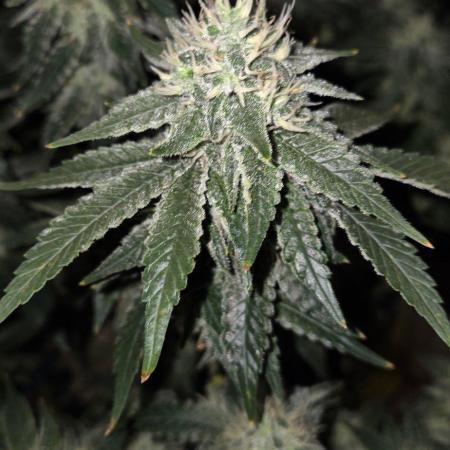 Big Buddha Cheese