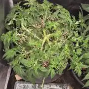 Big Buddha Cheese