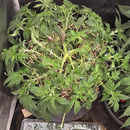 Big Buddha Cheese
