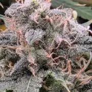 Frozen black cherry