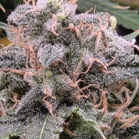 Frozen black cherry