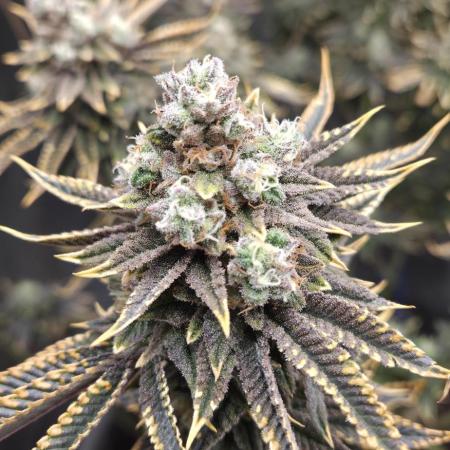 1 Lemon orange VS 1 Purple Lemonade