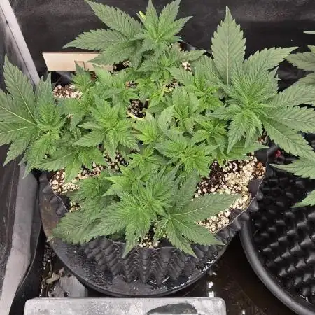 Big Buddha Cheese