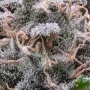 Frozen black cherry