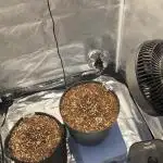 Lemon orange VS Purple Lemonade