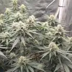 GreenBuds FastHouse
