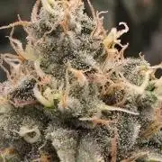 Big Buddha Cheese