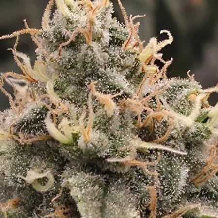 Big Buddha Cheese