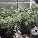 Lemon orange VS Purple Lemonade