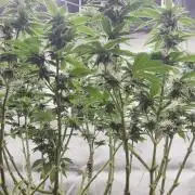 Big Buddha Cheese