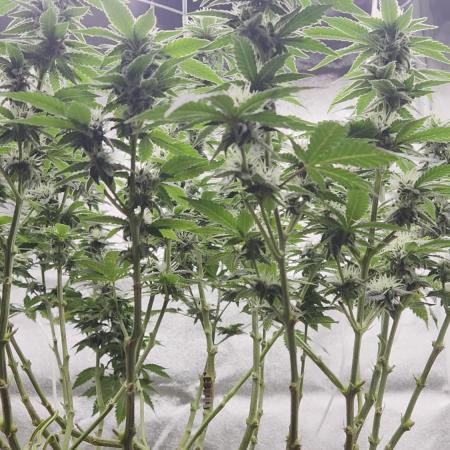 Big Buddha Cheese