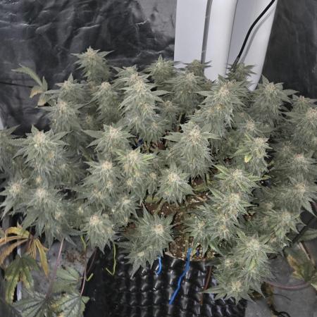 Crystal Candy