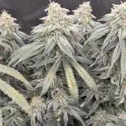 Chocolope