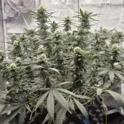 Chocolope