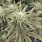 1 Lemon orange VS 1 Purple Lemonade