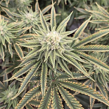 1 Lemon orange VS 1 Purple Lemonade