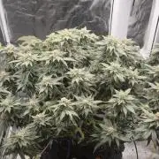 Crystal Candy