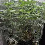 Lemon orange VS Purple Lemonade