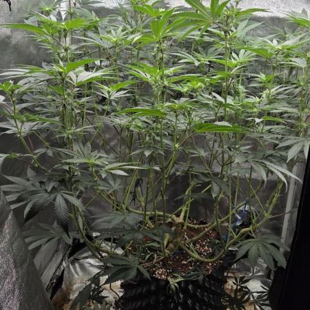 Lemon orange VS Purple Lemonade