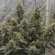 Orion F1 auto