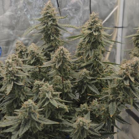 Orion F1 auto