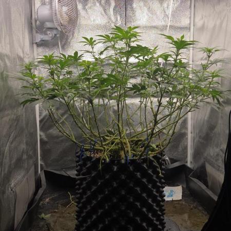 Big Buddha Cheese