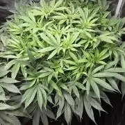 Frozen black cherry