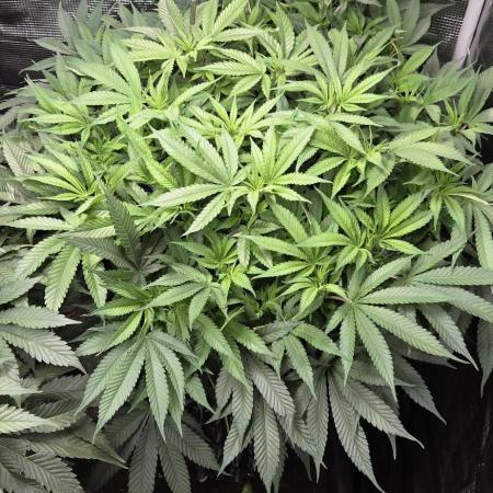 Frozen black cherry