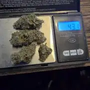 Orion F1 auto