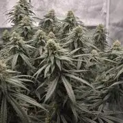 Chocolope