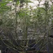 Lemon orange VS Purple Lemonade