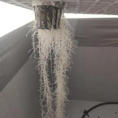 1st Aero Grow