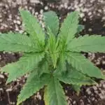 Divine Fractal Auto