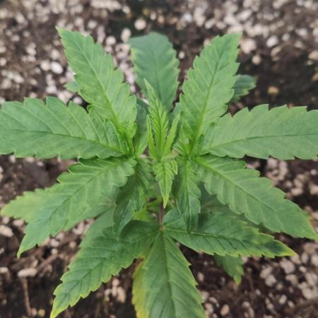 Divine Fractal Auto
