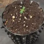 Delicious? Sunday Punch early