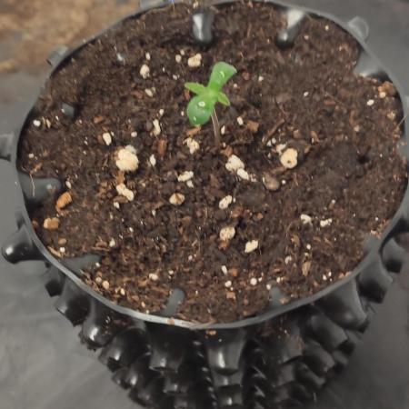 Delicious? Sunday Punch early