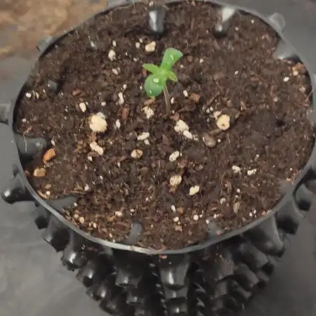 Delicious? Sunday Punch early