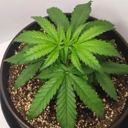 Divine Fractal Auto