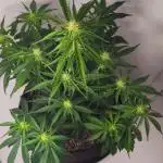 Divine Fractal Auto