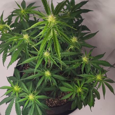 Divine Fractal Auto