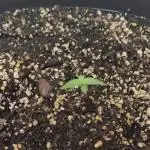 Divine Fractal Auto