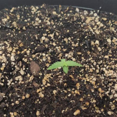 Divine Fractal Auto