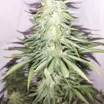 Fastbuds Auto Mix