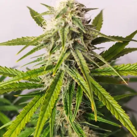 Divine Fractal Auto