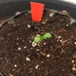 Bay Burger Delicious Seeds